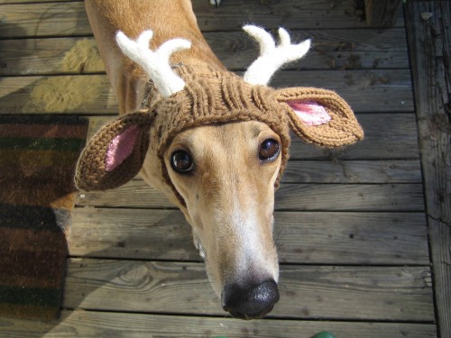 Image brown and white animal head