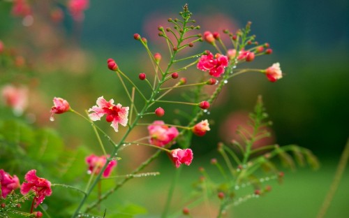 Image pink and white flowers in tilt shift lens