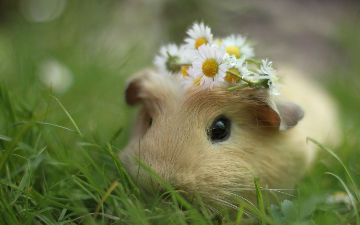 brown guinea pig on green grass field