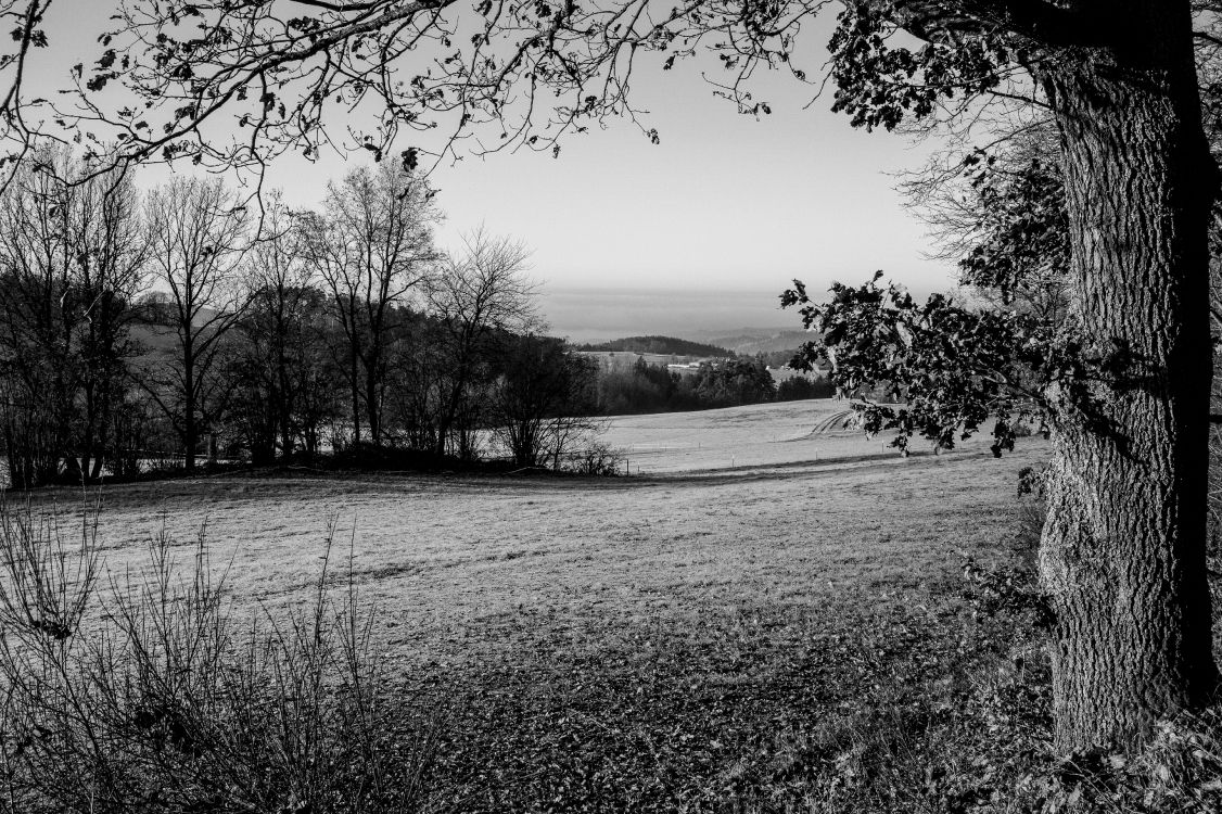 Black White - M, grass, monochrome, tree, nature