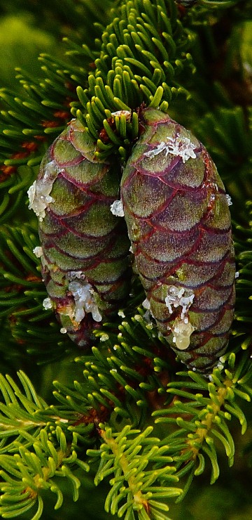 Image green pine cone on green pine tree