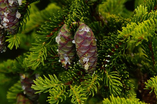 Image green pine cone on green pine tree