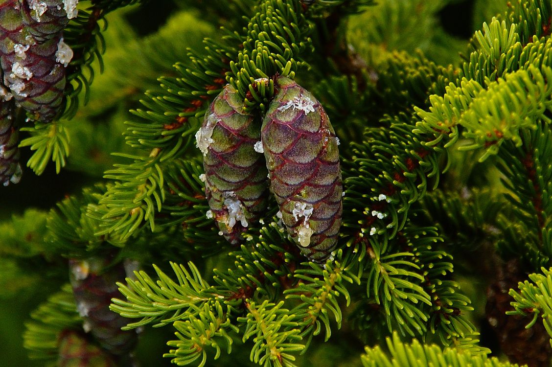 Green Pine Cone on Green Pine Tree. Wallpaper in 4912x3264 Resolution