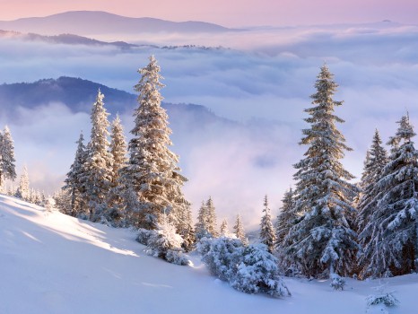 Wallpaper Green Pine Trees on Snow Covered Ground During Daytime ...