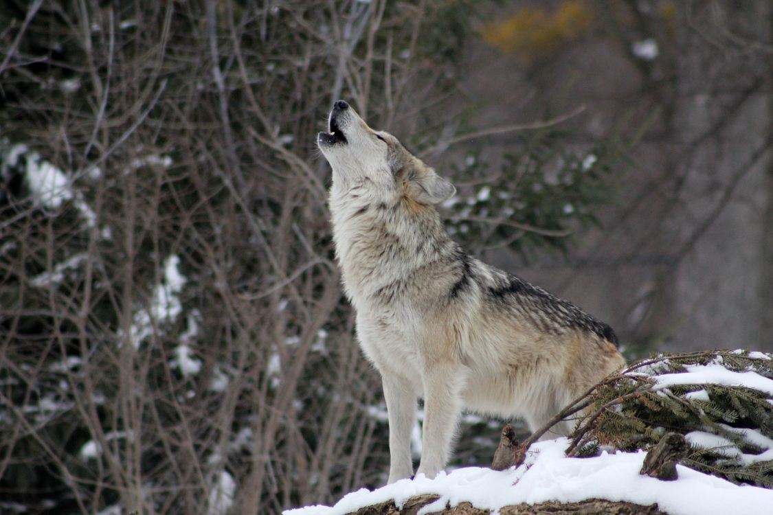 Brauner Wolf Auf Schneebedecktem Boden Tagsüber. Wallpaper in 5184x3456 Resolution