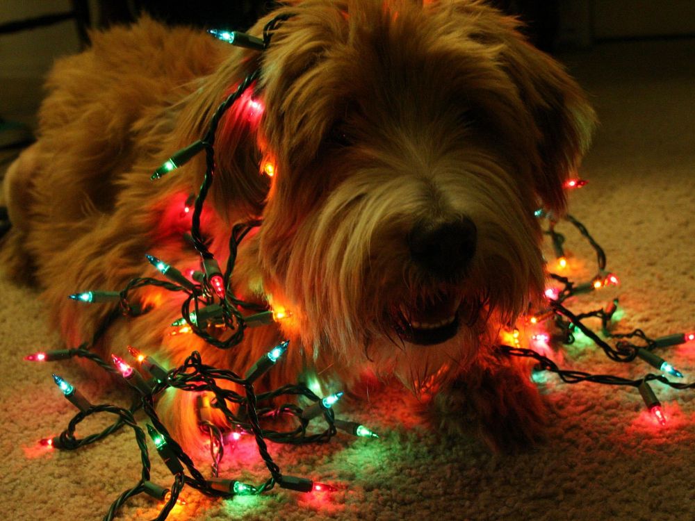 Perro Pequeño Marrón de Pelo Largo. Wallpaper in 1920x1440 Resolution