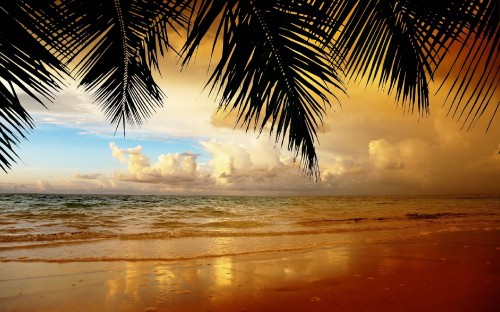 Image coconut tree near sea during sunset