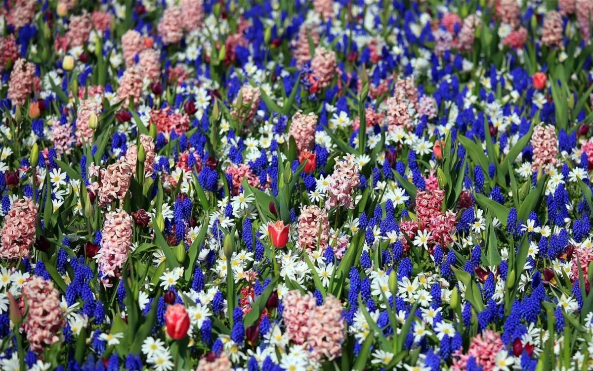 葫芦, 葡萄葫芦, 库肯霍夫, 花花园, 显花植物 壁纸 1920x1200 允许