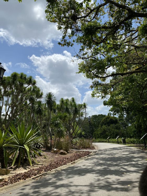 Végétation, Palmier, Feuille, Plante de la Communauté, Plantes Ligneuses. Wallpaper in 1536x2048 Resolution