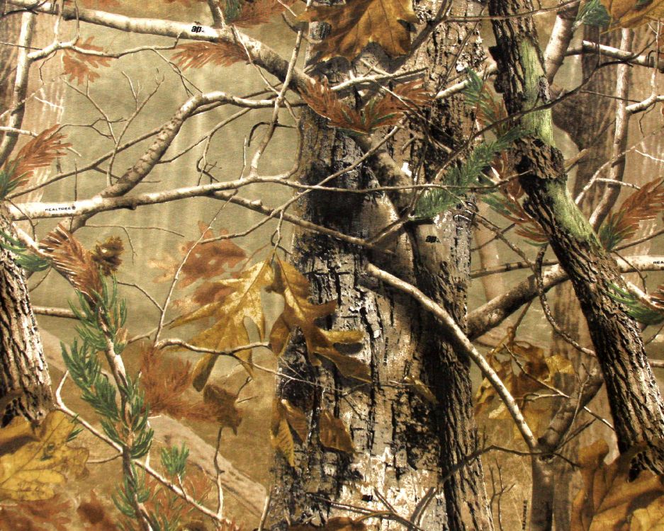 Tronco de Árbol Marrón y Blanco. Wallpaper in 3000x2400 Resolution