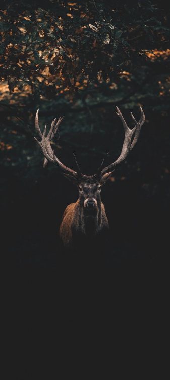 brown, elk, Natural material, horn, fawn