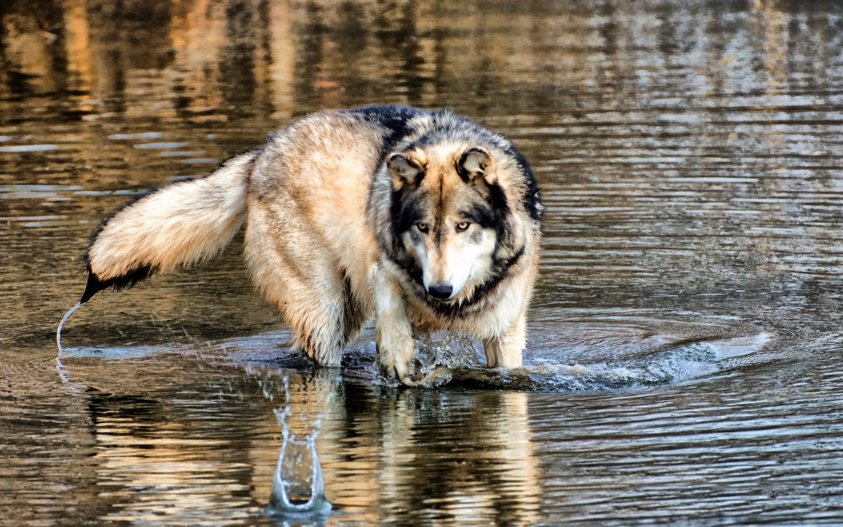 Loup Brun et Noir Courant Sur L'eau Pendant la Journée. Wallpaper in 2560x1600 Resolution