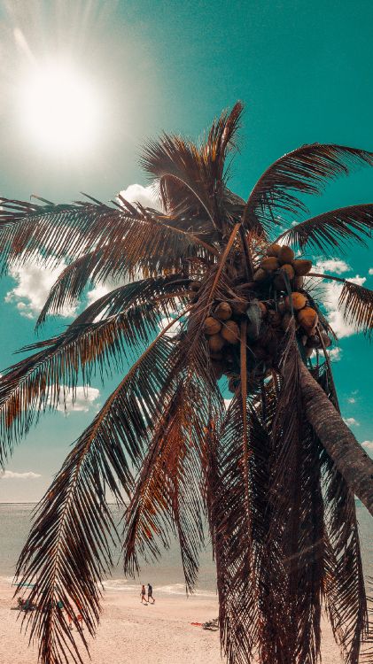 Kokosnuss, Baum, Licht, Terrestrische Pflanzen, Cloud. Wallpaper in 1440x2560 Resolution