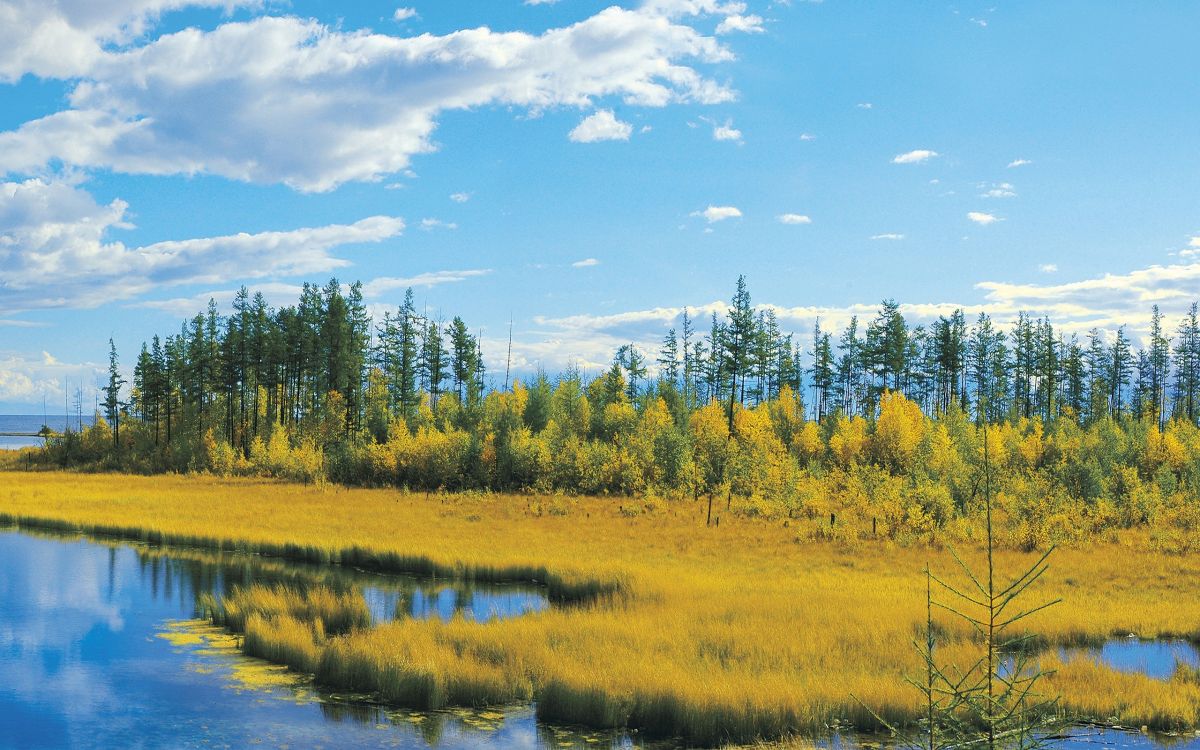 green trees and grass field under blue sky during daytime