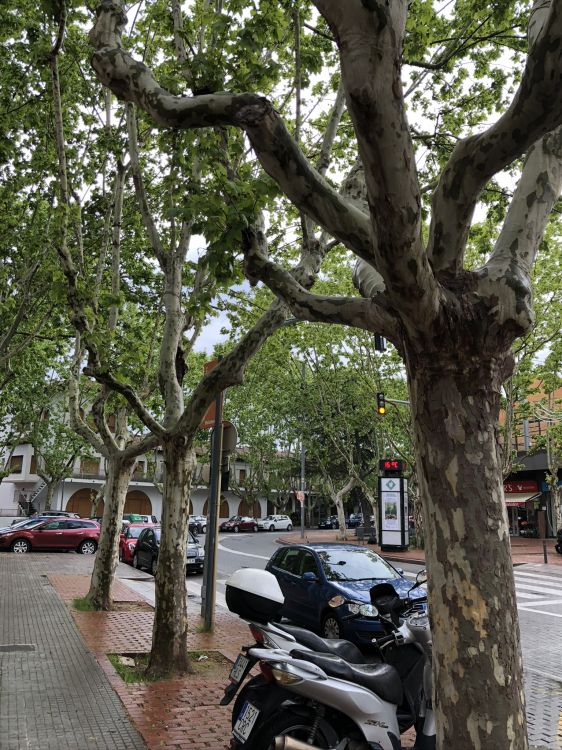 Rey, Ciencia, Biología, Neumatico, Sucursal. Wallpaper in 1536x2048 Resolution