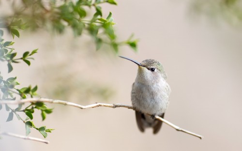 Image white and gray bird on tree branch during daytime