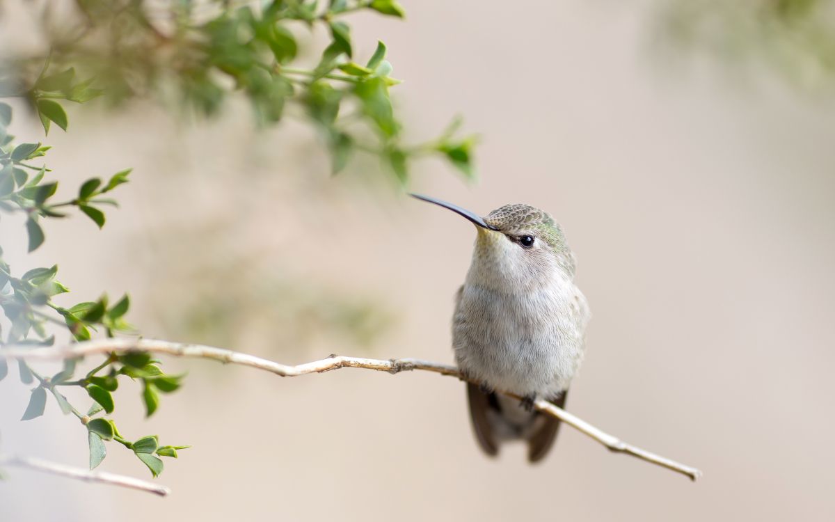 white and gray bird on tree branch during daytime