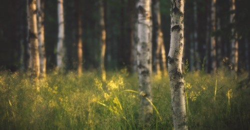 Image green grass and brown trees