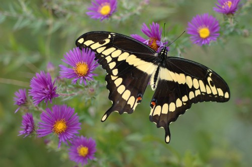 Image black and white butterfly on purple flower