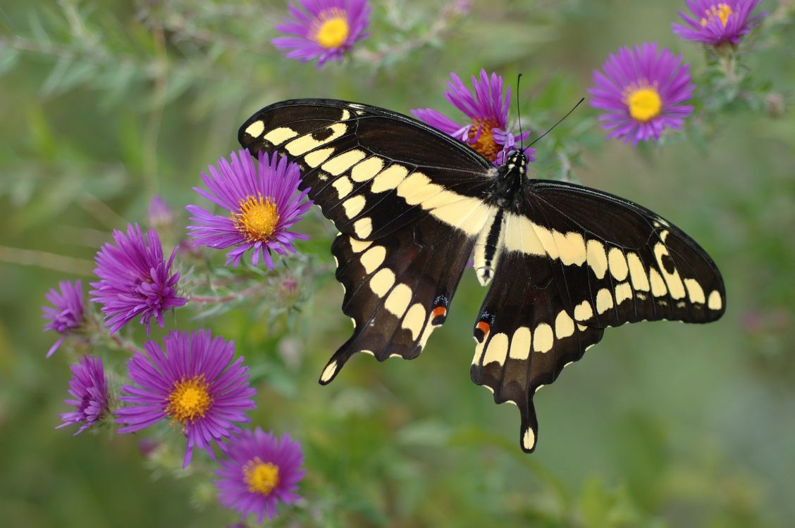 black and white butterfly on purple flower