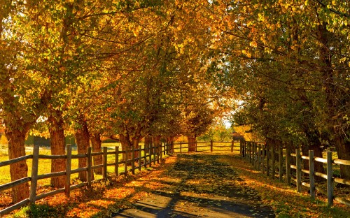 Image brown pathway between green trees during daytime