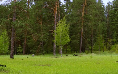 Image green grass field with trees during daytime