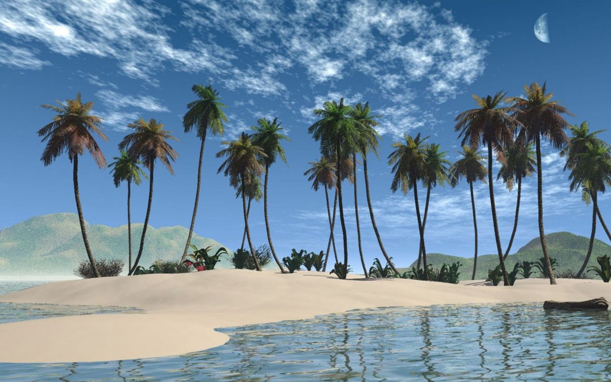 Palmiers Sur la Plage de Sable Blanc Pendant la Journée. Wallpaper in 2560x1600 Resolution