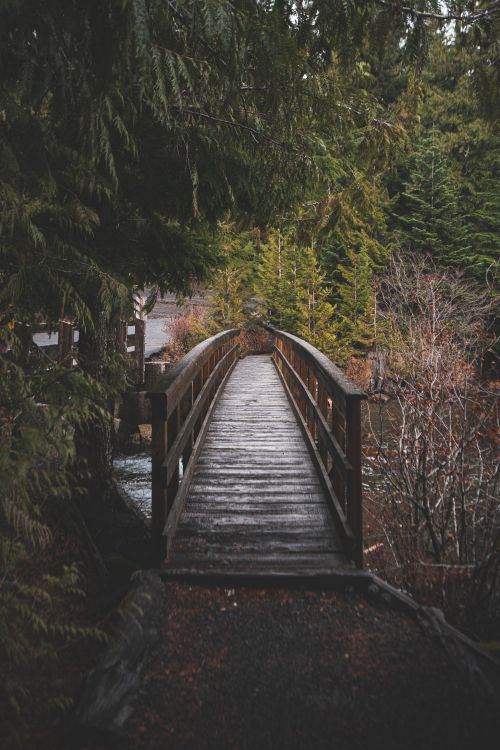 Trillium Lake, tree, runway, wood, natural landscape