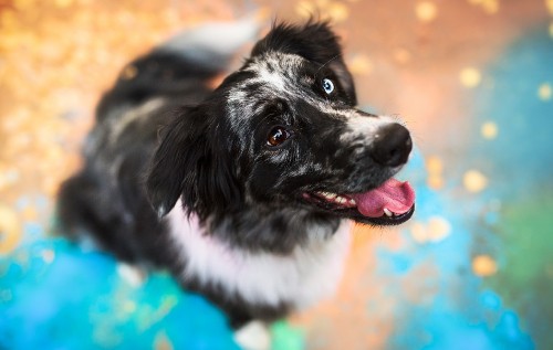 Image stabyhoun, dog breed, newfoundland, puppy, snout