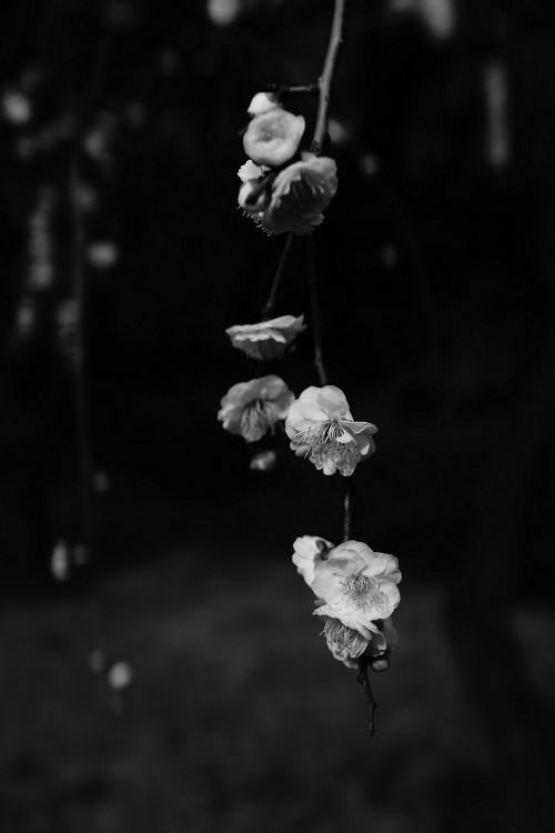 Image grayscale photo of white flower