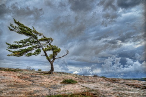 Image leafless tree on brown field under gray clouds