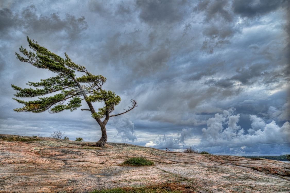 leafless tree on brown field under gray clouds