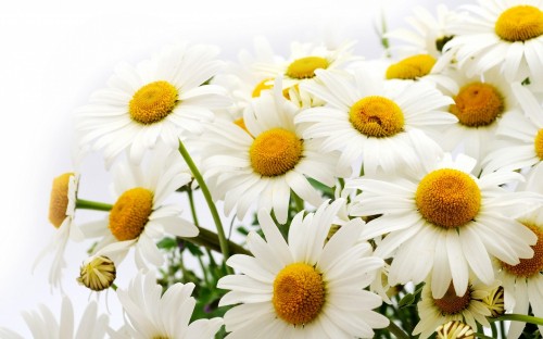 Image white and yellow daisy flowers