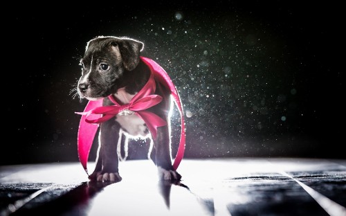 Image black short coated puppy with pink scarf on snow covered ground