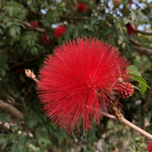 Image flora, malay apple, vegetation, red, flower