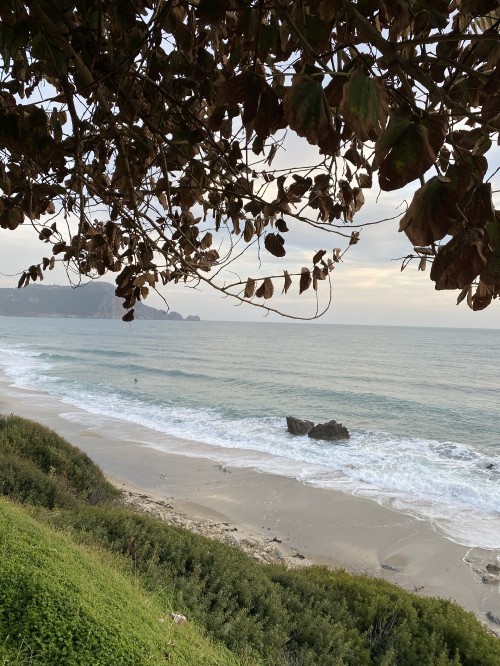 Image coast, water, plant, nature, branch