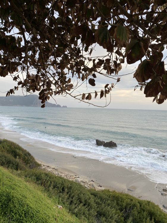 coast, water, plant, nature, branch