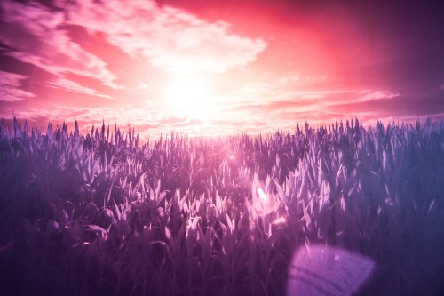 Image purple, violet, lavender, light, horizon