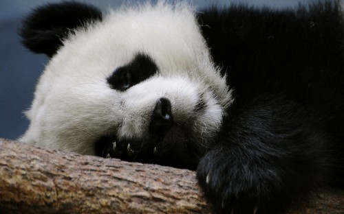 Image panda on brown tree branch