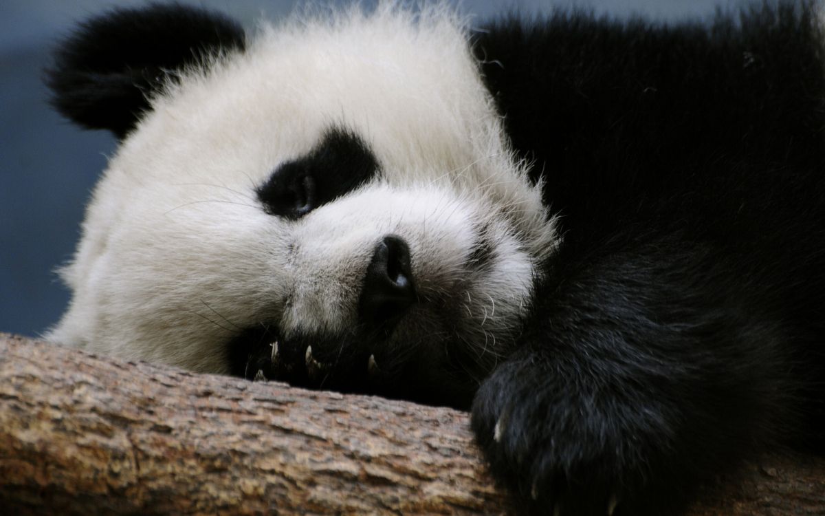 panda on brown tree branch