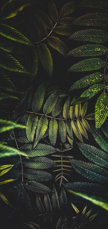 Blatt, Palme, Terrestrische Pflanzen, Zweig, Feder. Wallpaper in 1420x3000 Resolution