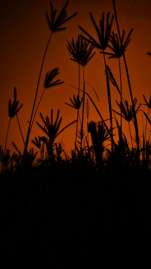 Image afterglow, plant, natural landscape, dusk, sunset