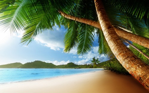 Image coconut tree on beach shore during daytime