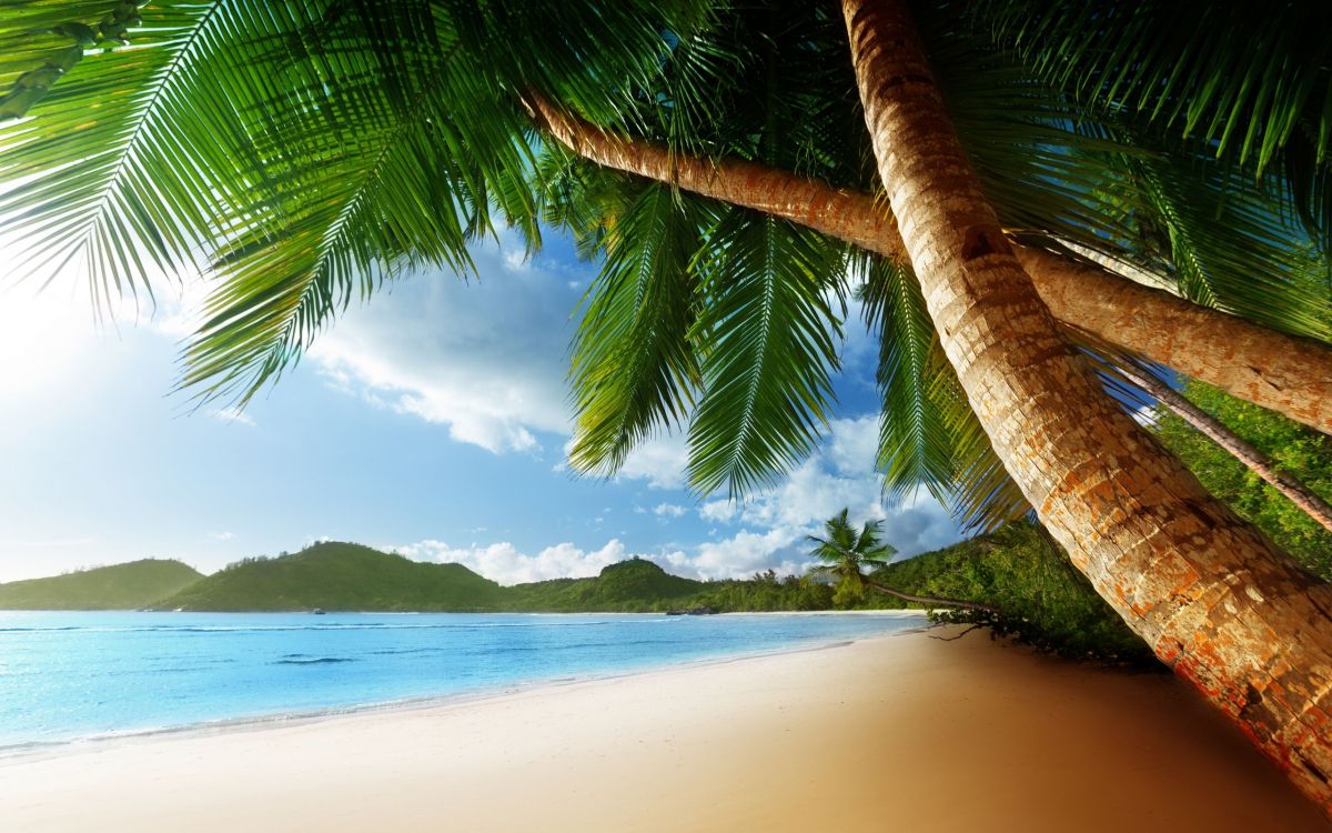 HD wallpaper palm tree sand sea beach the sun palm trees shore  summer  Wallpaper Flare