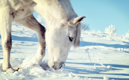 Image white horse on snow covered ground during daytime