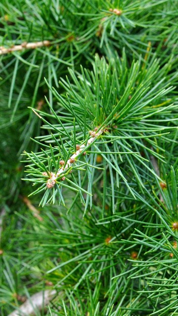 Image green pine tree in close up photography