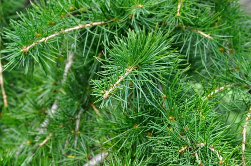 Image green pine tree in close up photography