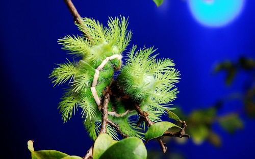 Image green and brown plant in close up photography