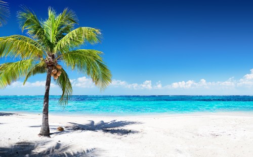 Image palm tree on beach shore during daytime