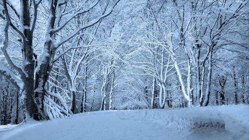 Image leafless trees on snow covered ground